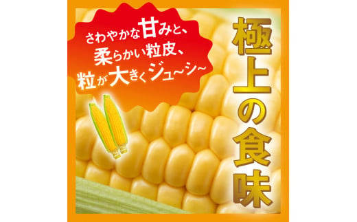 《先行予約》 富士北麓忍野村の気候、水、自然で作られた朝採りトウモロコシ《ピーターコーン・ゴールドラッシュ》詰め合わせセット4本～6本（約2.5㎏）※2025年8月上旬～9月下旬頃に順次発送予定