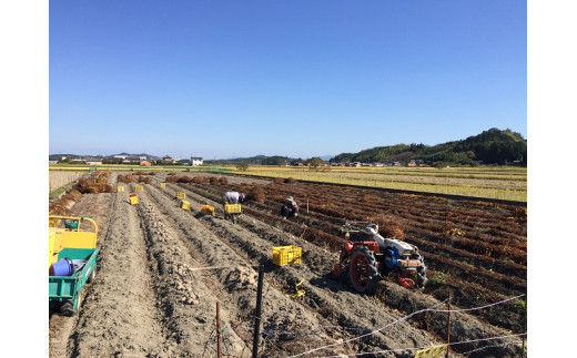 HK‐03　みえの伝統野菜　厳選伊勢いも