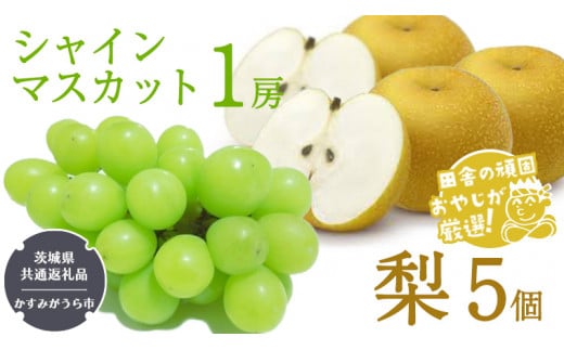 シャインマスカット1房と梨5個【令和6年8月より発送開始】（茨城県共通返礼品：かすみがうら市産） 詰め合わせ 果物 フルーツ 茨城県産