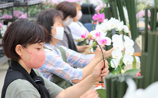 【2025年5月母の日】贈答用 ミディピンク(淡ピンク) 2本立て 胡蝶蘭 母の日用メッセージ付き 2025年５月上旬から順次発送 鉢植 花 フラワー 植物 こちょうらん コチョウラン 洋蘭 蘭 らん 母 記念日 お祝い 贈り物 ギフト プレゼント 高級 名産 関東 埼玉県 本庄市 F5K-393