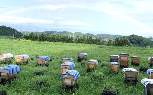 【3か月定期便】みよしの蜂蜜(もちの木)220g×1本【はちみつ もちの木 国産 ミツバチ 甘み スッキリ コク トロトロ】B4-C063318