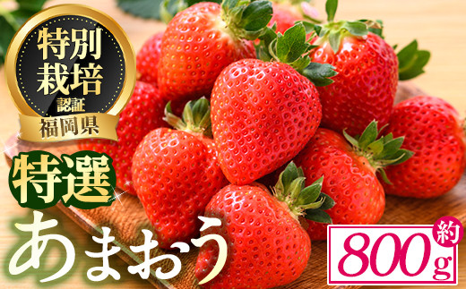 ＜予約受付中！2024年12月中旬より順次発送予定＞特選あまおう(約800g)  苺 いちご イチゴ 国産 福岡県 果物 フルーツ ヨーグルト ジャム スムージー 冷蔵 特別栽培＜離島配送不可＞【ksg1319】【うるう農園】