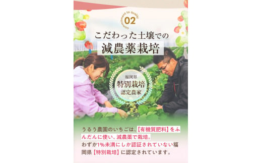 ＜予約受付中！2024年12月中旬より順次発送予定＞特選あまおう(約800g)  苺 いちご イチゴ 国産 福岡県 果物 フルーツ ヨーグルト ジャム スムージー 冷蔵 特別栽培＜離島配送不可＞【ksg1319】【うるう農園】