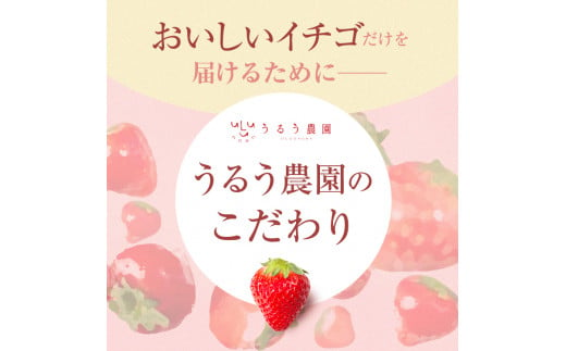 ＜予約受付中！2024年12月中旬より順次発送予定＞特選あまおう(約800g)  苺 いちご イチゴ 国産 福岡県 果物 フルーツ ヨーグルト ジャム スムージー 冷蔵 特別栽培＜離島配送不可＞【ksg1319】【うるう農園】