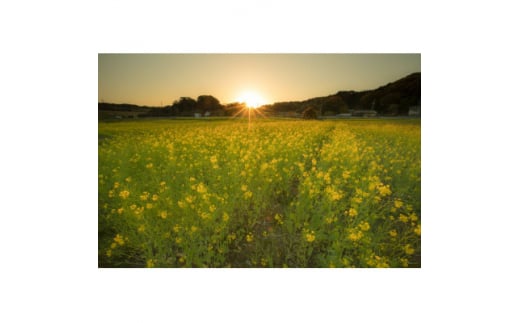 日本一前向きな「前向花畑」のオーナー(菜の花)【1498614】