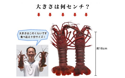 F126 活〆生食用伊勢海老（冷凍）１６５０ｇ（１５０～１８０ｇ）×１０匹