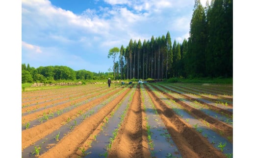  小林農園の信濃町産スイートコーン「サニーショコラ（9本セット）」令和7年8月上旬～出荷予定【2025年夏のご予約受付開始！】 生産者直送とうもろこし【長野県信濃町ふるさと納税】