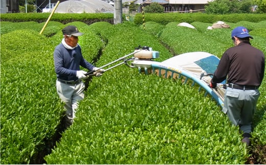 満田製茶　強火焙煎あぶり番茶と番茶　日野の里セット