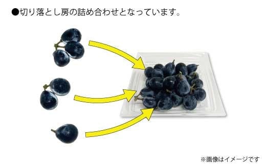 [No.5657-3325]訳あり ナガノパープル 約1kg（パック詰め）《信州グルメ市場》■2025年発送■※8月下旬頃～9月下旬頃まで順次発送予定