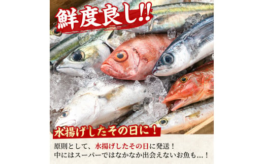 【0301103b】＜定期便・全2回(2月・3月)＞「冬の鮮魚BOX」朝獲れ発送！鮮魚問屋が厳選したおまかせ鮮魚(約2kg程度×2回)魚 魚介類 鮮魚 海鮮 詰め合わせ セット 刺身 天ぷら 煮つけ 塩焼き【江川商店】