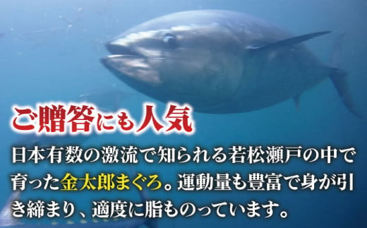 【数量限定！】【濃厚で脂があま～い！】金太郎 マグロ 腹側 冷凍 ブロック 大トロ 赤身 約800g【徳丸】 [RAC008]