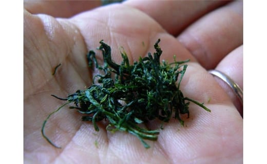 KH-07 伊勢茶一番茶有機煎茶800g（10袋）セット