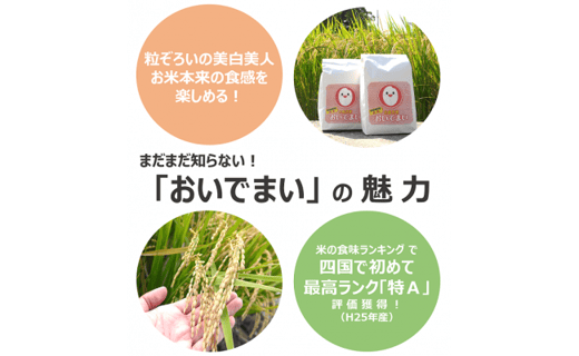 多度津町産 新米 おいでまい【令和6年産新米:11月頃より発送】（白米８kg）【A-11】