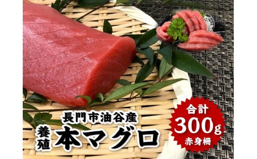 本マグロ 赤身柵 ３００g 【刺身 まぐろ 柵 マグロ 鮪 山口県 長門市 油谷産 希少 養殖 赤身 脂乗り抜群 とろける 冷凍 ギフト 贈答】年内配送