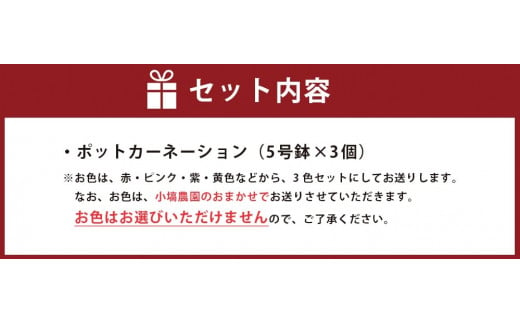 色とりどりのカーネーション（5号鉢）3色セット （KAQ-1）