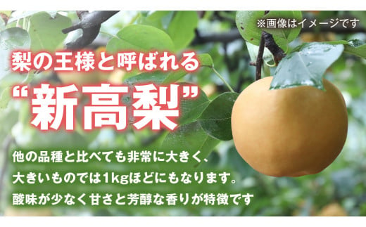 梨 新高 10kg （20～26個）【令和6年10月より発送開始】（茨城県共通返礼品：石岡市産）田舎の頑固おやじが厳選！ なし 新高梨 和梨 フルーツ 果物 くだもの 高糖度 ギフト 茨城 