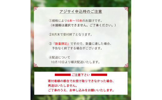 【10月10日頃より順次配送予定】片品村　アジサイ（紫陽花）　ミナヅキ　切り花