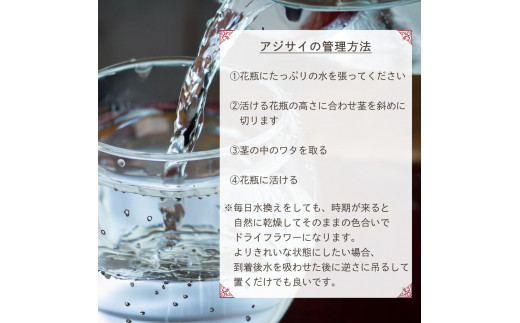 【10月10日頃より順次配送予定】片品村　アジサイ（紫陽花）　ミナヅキ　切り花