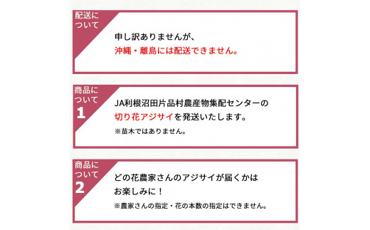 【10月10日頃より順次配送予定】片品村　アジサイ（紫陽花）　ミナヅキ　切り花