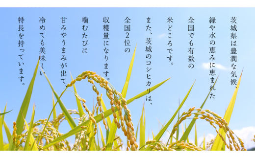 【新米】令和6年産 茨城 こしひかり 10kg（5kg×2本） 精米 茨城県 国産 お米 米 コメ 白米 ライス ご飯 おいしい コシヒカリ ごはん 新生活 プレゼント 新生活応援 必要なもの 便利 おすすめ 消耗品 一人暮らし 二人暮らし 必要