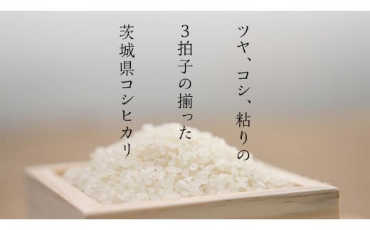 【新米】令和6年産 茨城 こしひかり 10kg（5kg×2本） 精米 茨城県 国産 お米 米 コメ 白米 ライス ご飯 おいしい コシヒカリ ごはん 新生活 プレゼント 新生活応援 必要なもの 便利 おすすめ 消耗品 一人暮らし 二人暮らし 必要