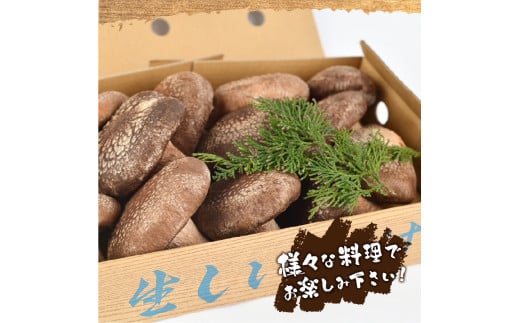 贈答用 生しいたけ(1kg)