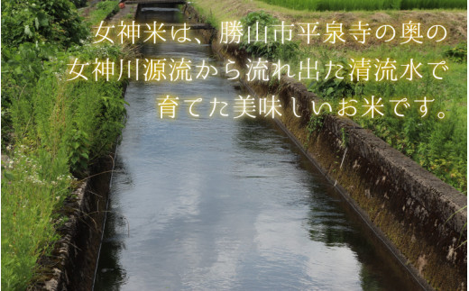 令和5年産 コシヒカリ 勝山産女神（おながみ）米 10kg×1袋 [B-042002]