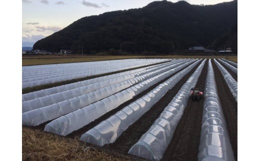 【先行予約】朝採り！土佐の春ブロッコリー（大玉6個）春野菜 ブロッコリー やさい  栄養 健康 ビタミンC おいしい 美味しい レシピ付き おかず お弁当 サラダ 料理 ギフト 贈答 国産【R00133】