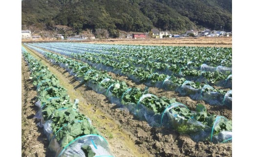 【先行予約】朝採り！土佐の春ブロッコリー（大玉6個）春野菜 ブロッコリー やさい  栄養 健康 ビタミンC おいしい 美味しい レシピ付き おかず お弁当 サラダ 料理 ギフト 贈答 国産【R00133】