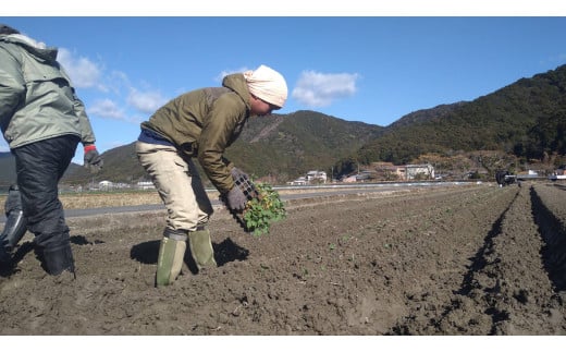 【先行予約】朝採り！土佐の春ブロッコリー（大玉6個）春野菜 ブロッコリー やさい  栄養 健康 ビタミンC おいしい 美味しい レシピ付き おかず お弁当 サラダ 料理 ギフト 贈答 国産【R00133】