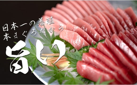 【12/23までの寄附で年内発送】 マグロ まぐろ 本マグロ 刺身 赤身 中トロ 大トロ 3種 450g 養殖 本まぐろ さしみ 刺し身 ネギトロ ねぎとろ 漬け丼 海鮮丼 まぐろたたき 海鮮セット 柵 年末 年始 正月 高知県 大月町