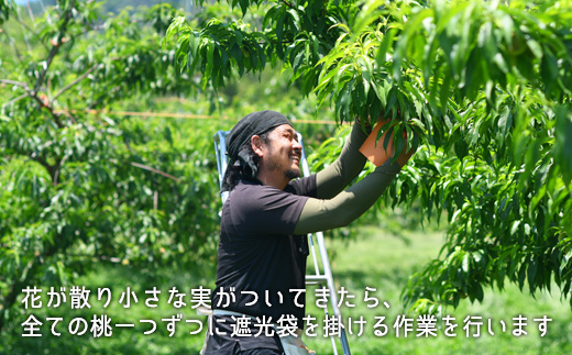 岡山県産「清水白桃」約2.2kg（大玉6～7玉）