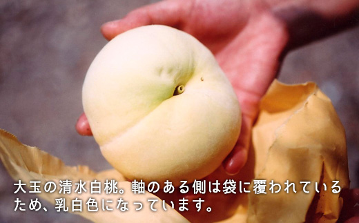 岡山県産「清水白桃」約2.2kg（大玉6～7玉）