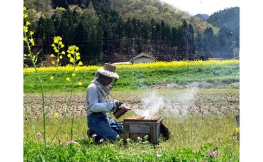 Ｂ-40　麦畑自然農場　純粋生はちみつ「ハチだけの仕事」200g×2本セット　