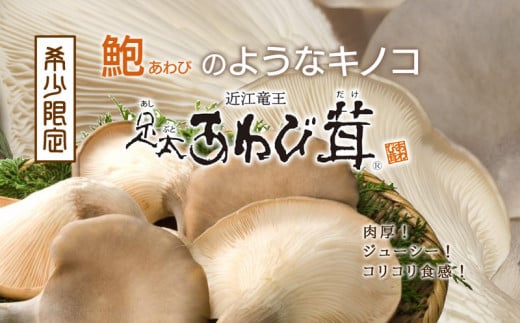  特選 あわび茸 生 1kg 希少 足太あわび茸 きのこ キノコ 国産 食材 健康 滋賀県 竜王町 送料無料 贈り物 ギフト プレゼント 産地直送 