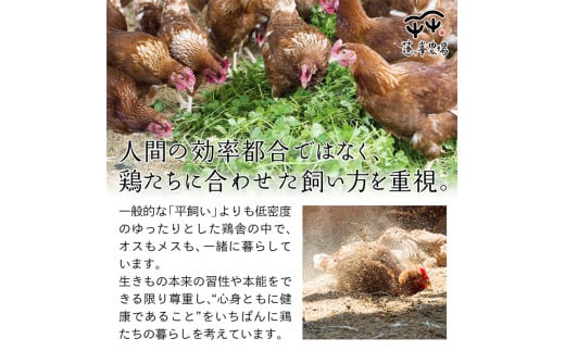 平飼いたまご 24個×月2回×3ヶ月 【 卵定期便 たまご定期便 平飼い卵 非遺伝子組み換え 自家配合 たまご タマゴ 平飼い 卵 国産 純国産鶏 もみじの平飼い卵 京都奥丹波 綾部 京都 蓮ヶ峯農場 】