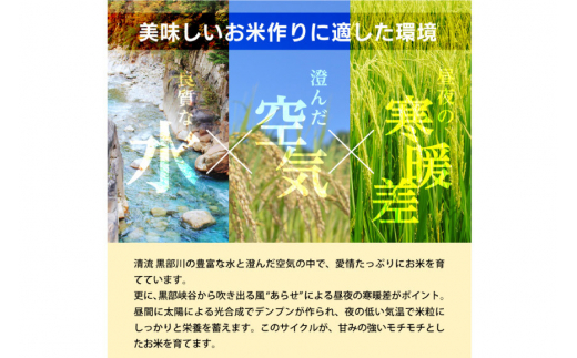 [№5313-0081]米 精米 コシヒカリ 5kg コメ ご飯 ごはん 白米/林農産/富山県 黒部市