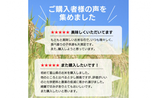 [№5313-0081]米 精米 コシヒカリ 5kg コメ ご飯 ごはん 白米/林農産/富山県 黒部市