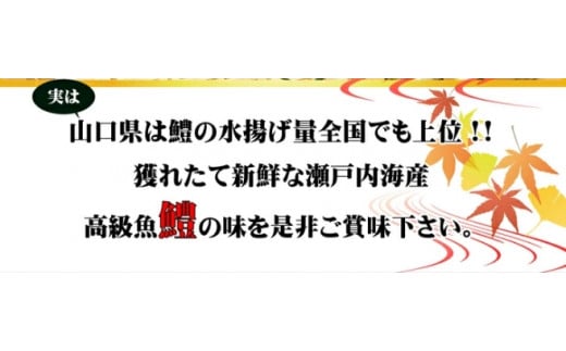 天然ハモ(骨切りパック 500g)＜宇部魚市場＞【天然ハモ ハモ はも 鱧 骨切り 骨切りハモ 天然 宇部魚市場 活き締め 湯引き しゃぶしゃぶ フライ 魚 新鮮 鮮魚 つまみ 刺身 市場直送 山口県 宇部市 返礼品】