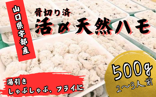 天然ハモ(骨切りパック 500g)＜宇部魚市場＞【天然ハモ ハモ はも 鱧 骨切り 骨切りハモ 天然 宇部魚市場 活き締め 湯引き しゃぶしゃぶ フライ 魚 新鮮 鮮魚 つまみ 刺身 市場直送 山口県 宇部市 返礼品】