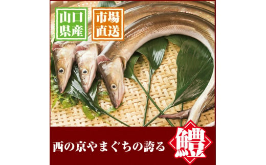 天然ハモ(骨切りパック 500g)＜宇部魚市場＞【天然ハモ ハモ はも 鱧 骨切り 骨切りハモ 天然 宇部魚市場 活き締め 湯引き しゃぶしゃぶ フライ 魚 新鮮 鮮魚 つまみ 刺身 市場直送 山口県 宇部市 返礼品】