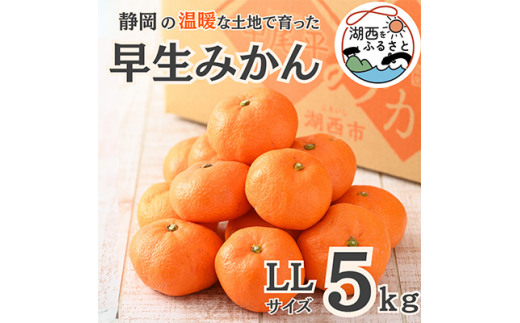 ＜先行受付＞＜11月より順次出荷予定＞早生みかん約5kg LLサイズ〔鈴木農園〕【1510120】