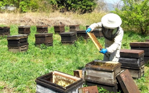 【お歳暮対象】升田養蜂場のはちみつ 森の蜂蜜セット 国産 はちみつ 蜂蜜  純粋 ハチミツ お取り寄せ グルメ 三次市/升田養蜂場[APAE004-999]