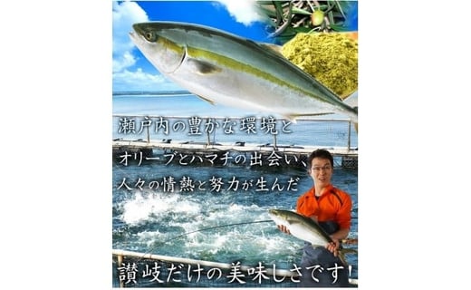 オリーブはまち１本まるごと（四分一カット）【予約受付：令和6年10月中旬頃から出荷開始！】【C-313】