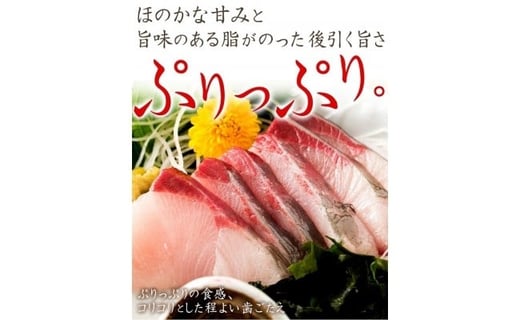 オリーブはまち１本まるごと（四分一カット）【予約受付：令和6年10月中旬頃から出荷開始！】【C-313】