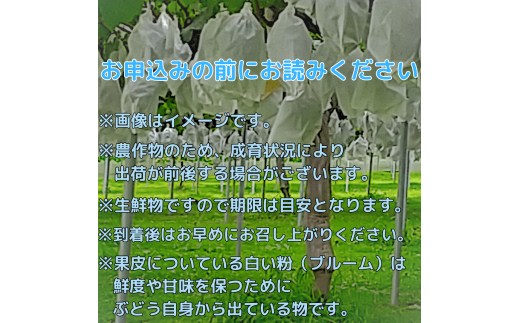 太陽サンサン ぶどう３色セット 各1房