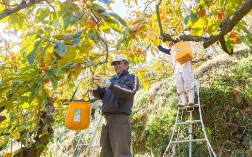 伊藤園 冷蔵富有柿 (Lサイズ) 10玉から12玉 (約3kg) 2024年12月15日から12月25日 出荷予定