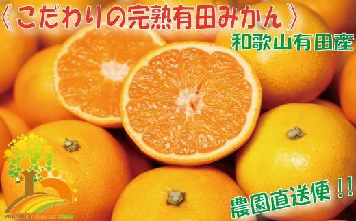 ＼農家直送／こだわりの完熟有田みかん Mサイズ約10kg【2024年11月中旬より順次発送】