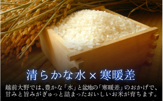 【令和6年産 新米】【12ヶ月定期便】星降るまち 越前大野の「満天コシヒカリ」白米 10kg (5kg×2袋) ×12回 計 120kg 小分け 農薬・化学肥料50%以上カットの特別栽培米 農家直送 単一原料米 大野市