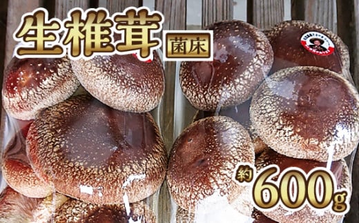 生椎茸　菌床　約600g [No.279] ／ しいたけ シイタケ 岐阜県 特産